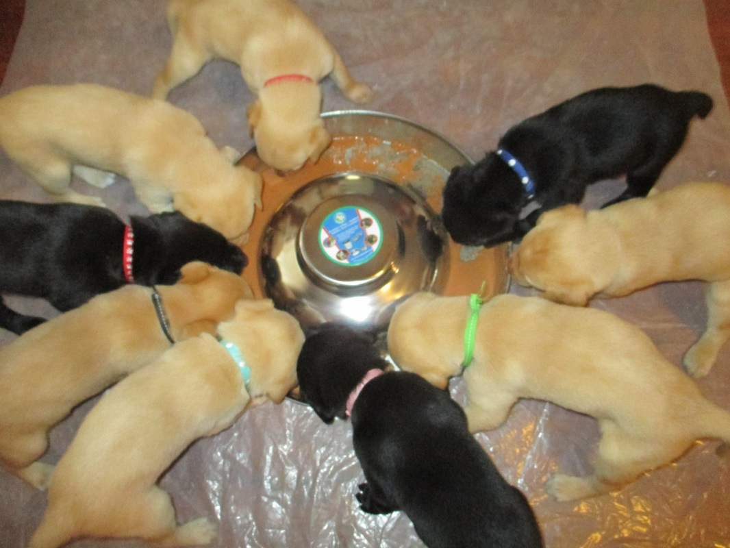Lab puppies eating around a bowl
