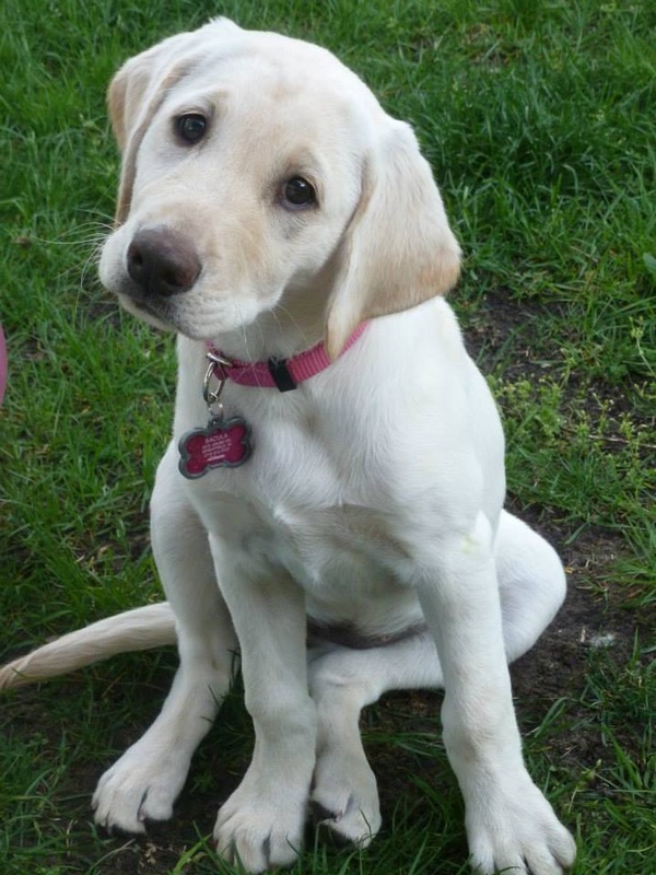 Yellow lab puppy sitting in the grass with a pink collar