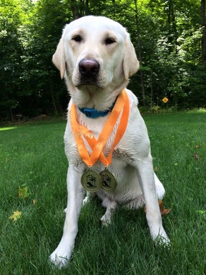 Yellow lab with two medals around his neck