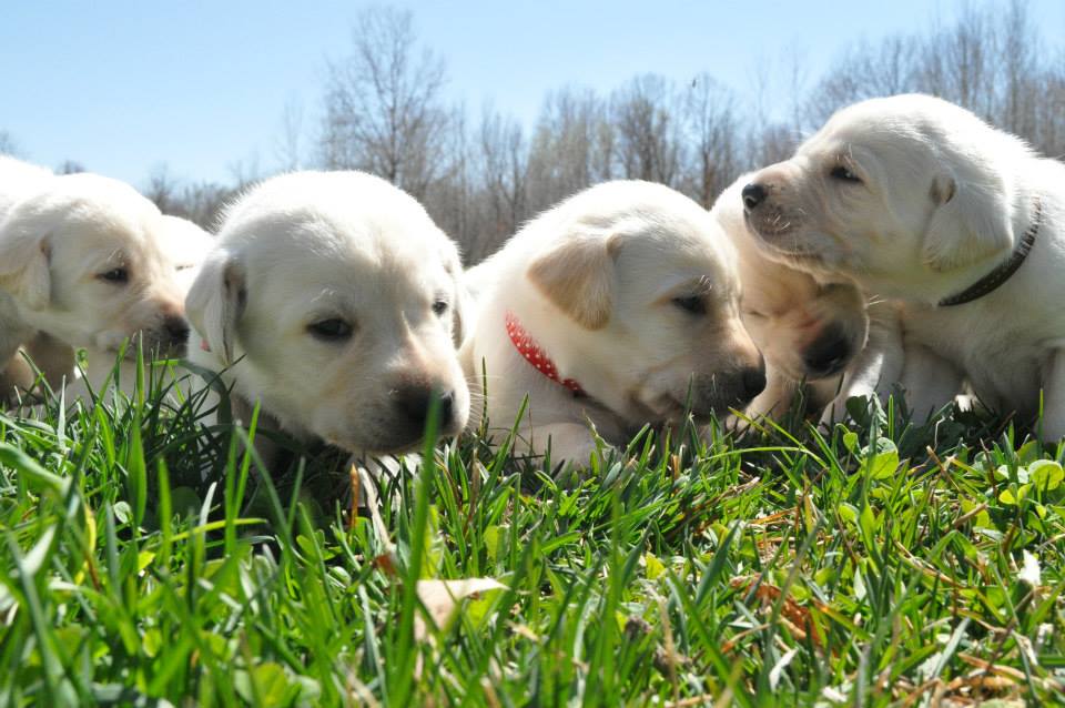 Lab puppies in the green grass