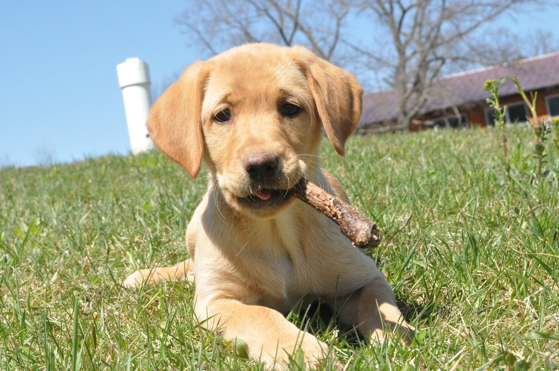 Lab puppy holding a piece of a stick in her mouth 