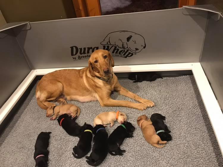 Yellow lab with black and yellow puppies