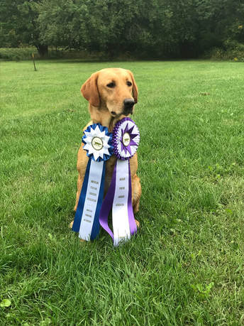 Yellow Lab with a purple and blue ribbon
