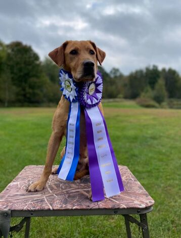 Yellow Lab on a dog stand with a purple and blue ribbon
