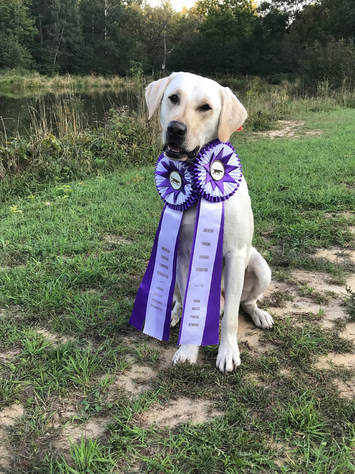Yellow lab with two purple ribbons