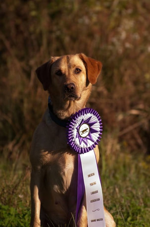 Yellow lab with a purple ribbon