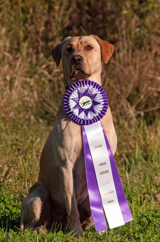 Yellow Labrador with a purple ribbon
