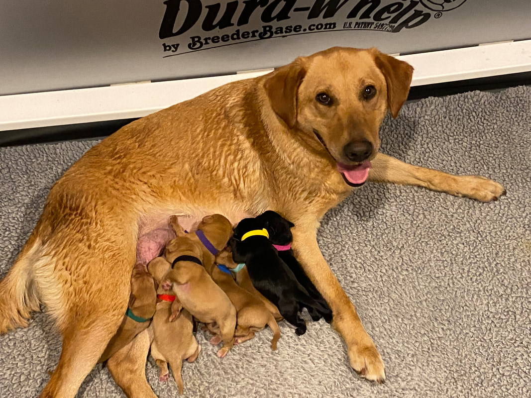 Yellow lab mother with a litter of puppies in a whelping box