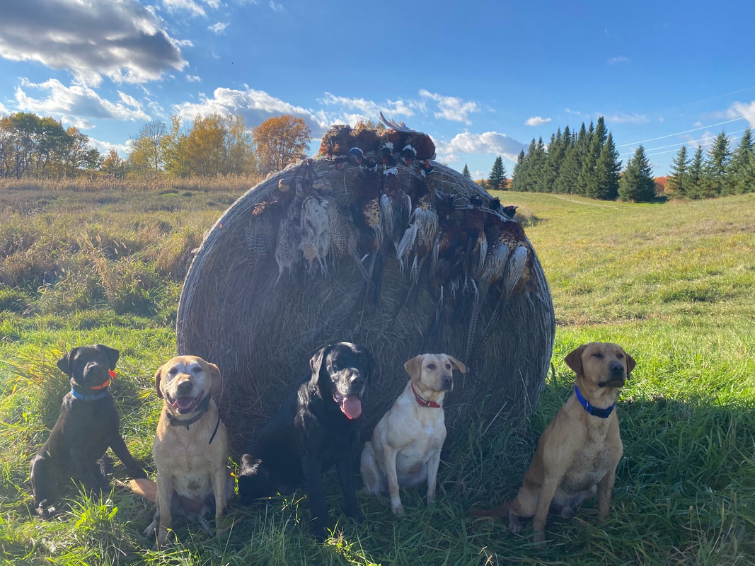 Five labradors posing with pheasants on a round hay bale