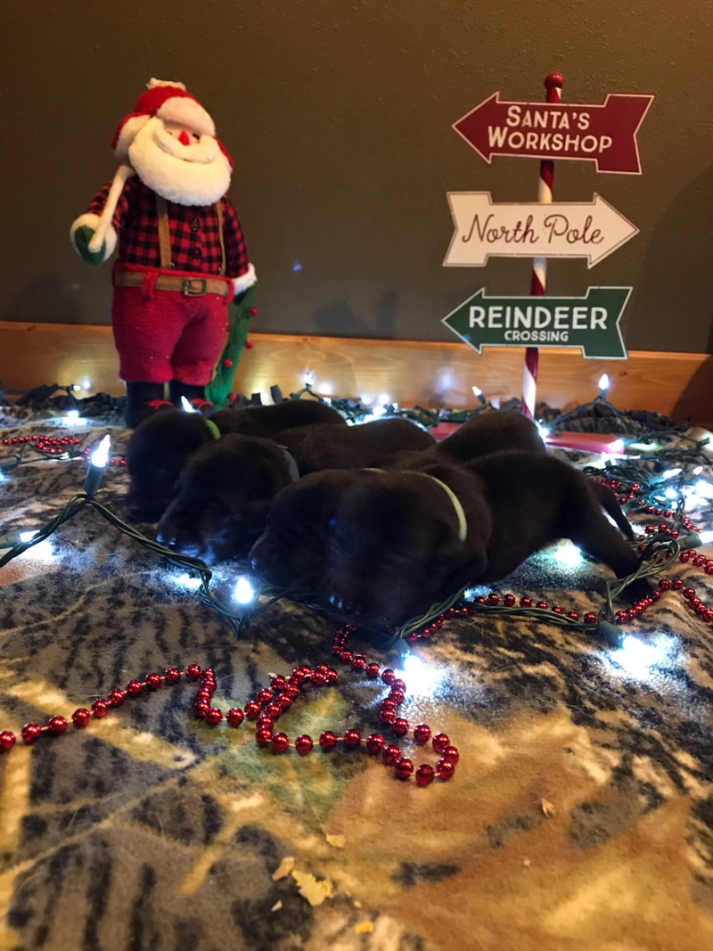 Labrador puppies with Christmas decorations