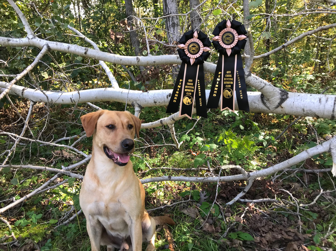 Yellow Labrador with ribbons on a tree