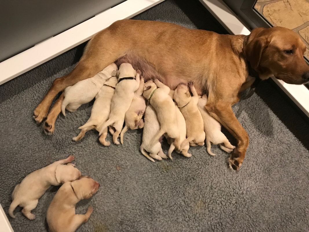 Yellow lab with puppies