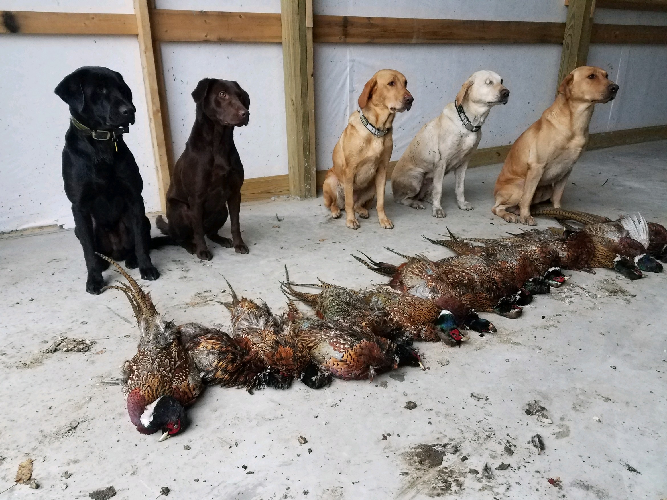 Black lab pheasant hunting clearance