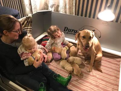 Woman and children with a labrador and puppies in a whelping box