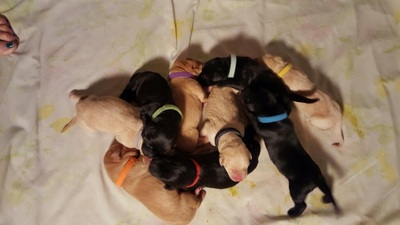 Black and yellow lab puppies