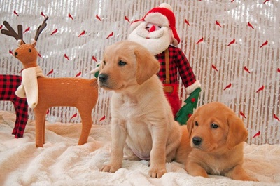 Yellow lab puppies and santa decoration
