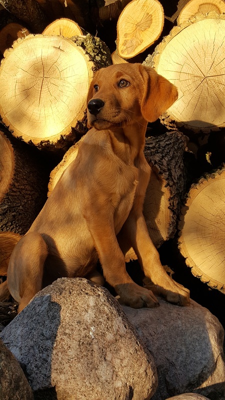 Yellow Lab puppy on a pile of wood