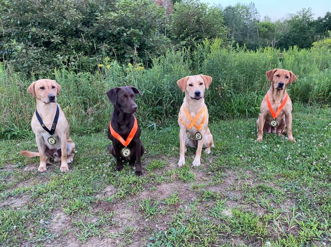 Four labs with medals around their necks sitting 