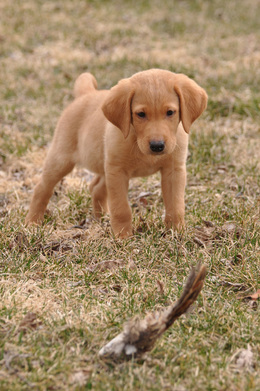 a labrador puppy pointing a pheasant wing