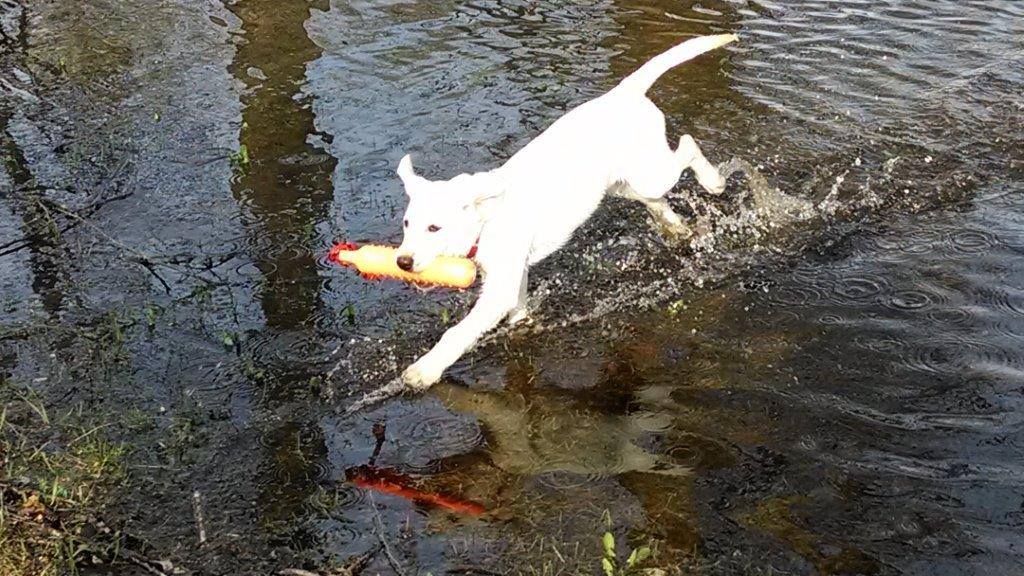 Yellow lab puppy retrieving in the water