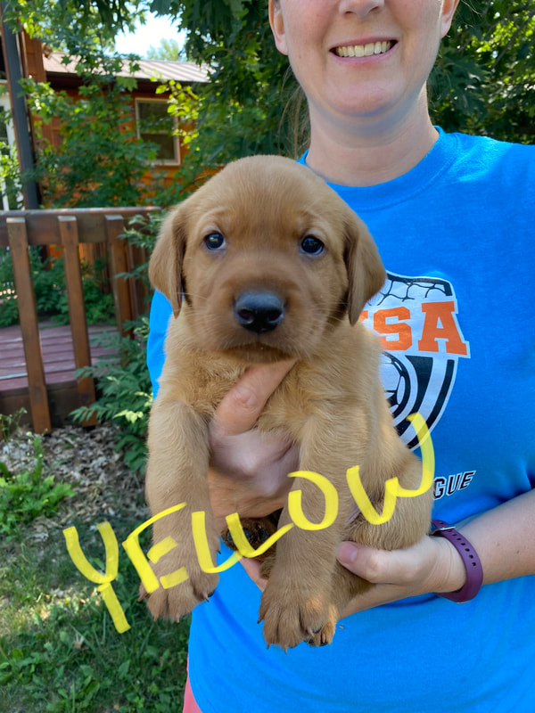 Yellow Lab puppy being held by a woman