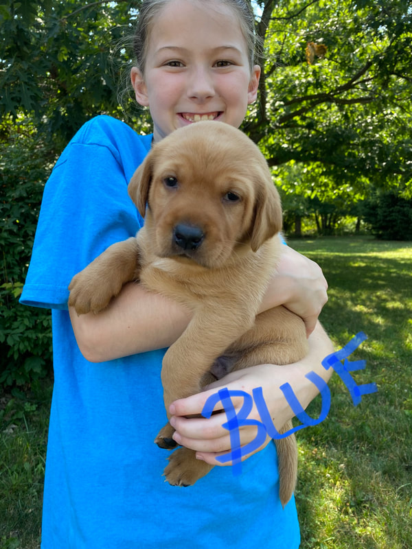 Yellow lab puppy held by a girl