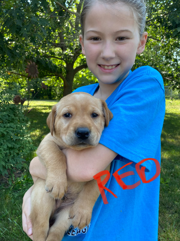 Yellow lab puppy held by a girl