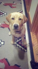 Lab puppy sitting on a rug