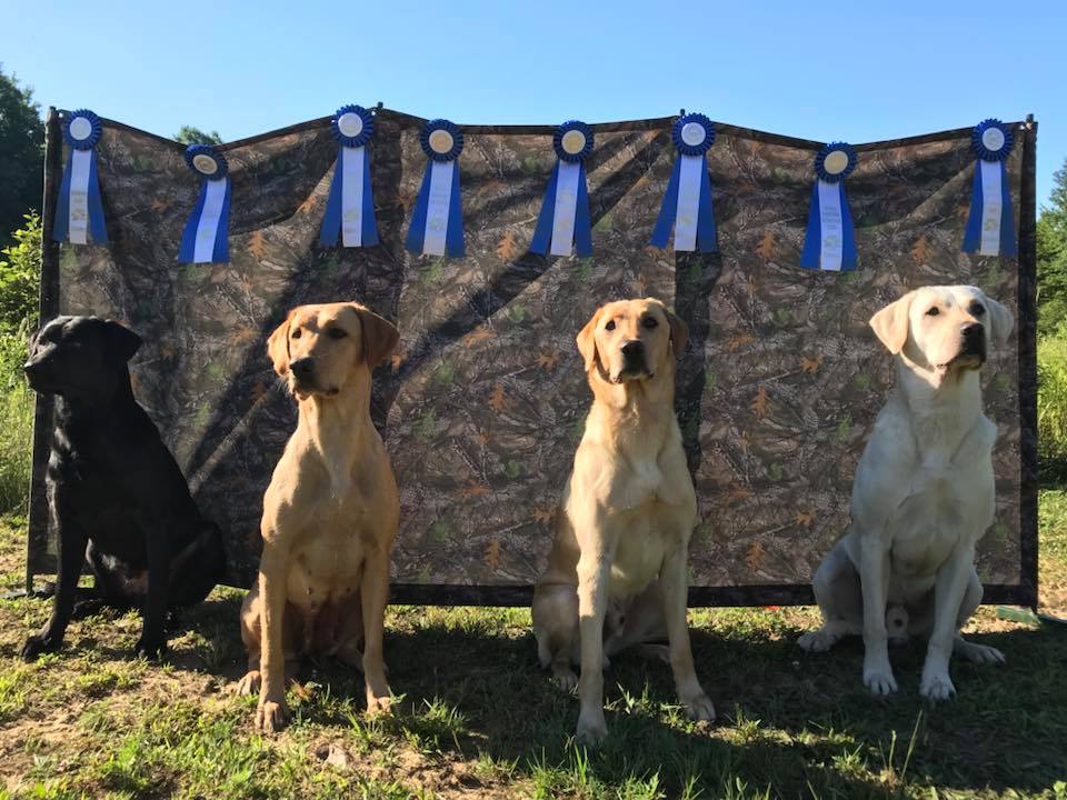 Four labs sitting in  front of a hunting blind with blue ribbons