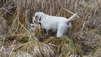 Lab pointing in a marsh