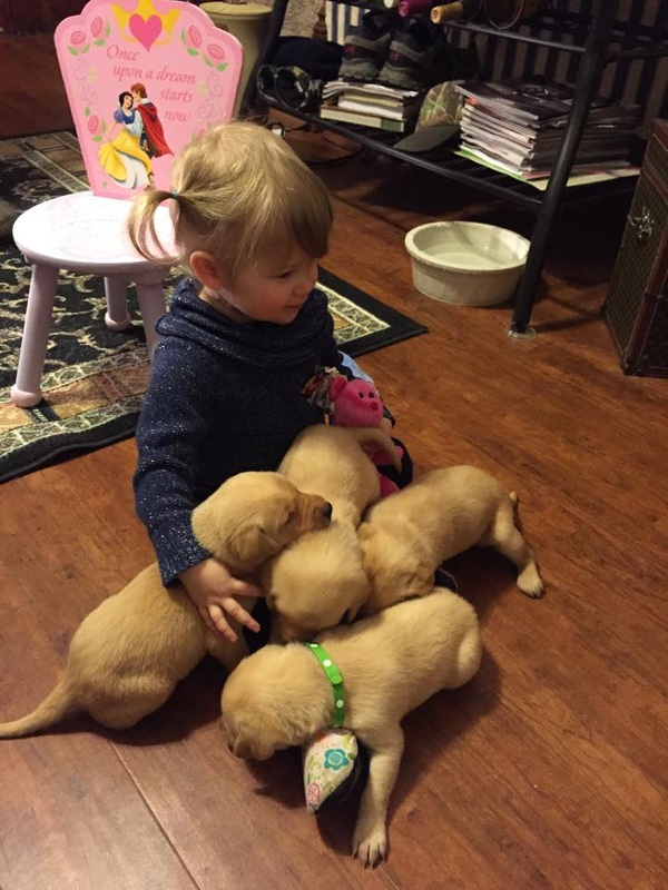 Little girl with lab puppies on the floor