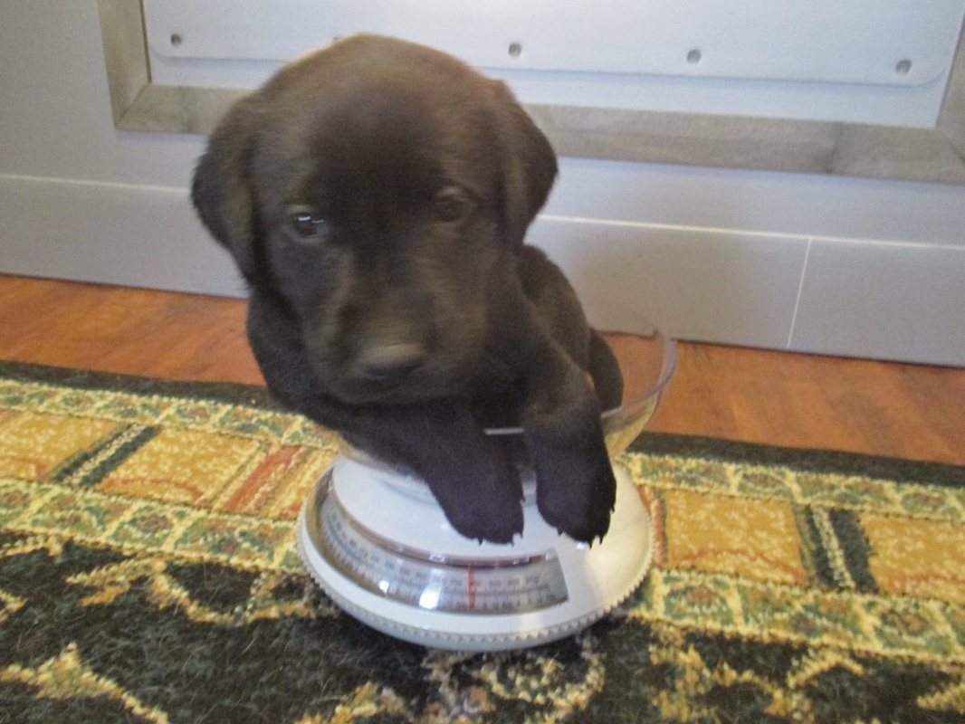 Lab puppy being weighed