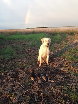 Lab sitting in a field with a rainbow