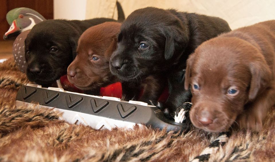 Black and chocolate lab puppies