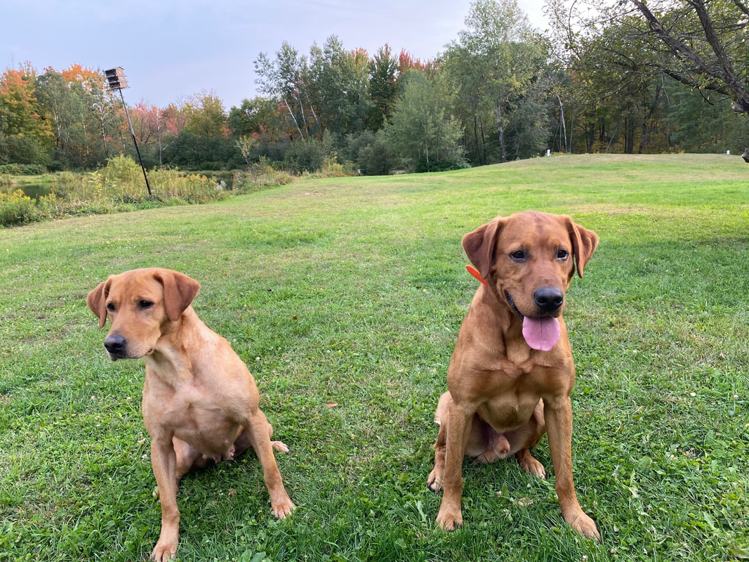 Two yellow labs sitting in the green grass