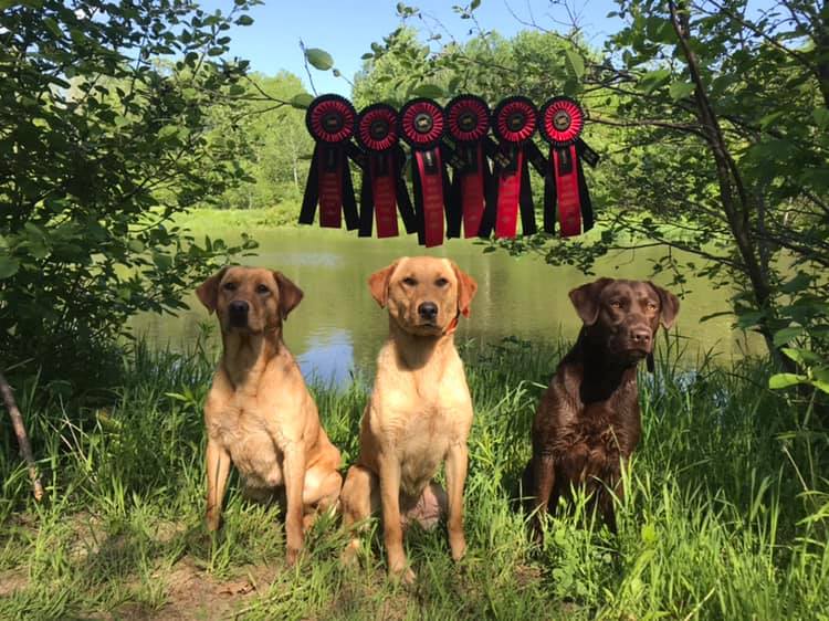 Two yellow labs and a chocolate lab sitting in front of a pond with red and black ribbons