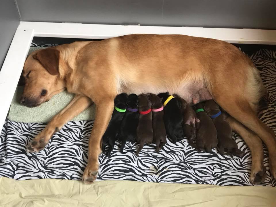 Yellow lab mother with black and chocolate puppies