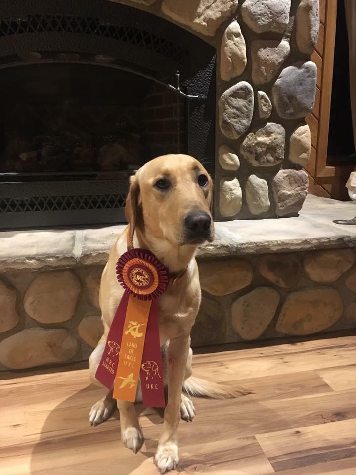 Yellow lab in front of fire place with a ribbon on its neck