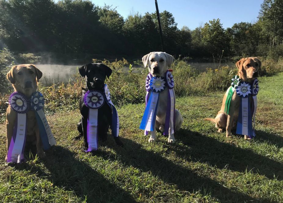 Four labs with purple, blue and green ribbons sitting in front of a pond