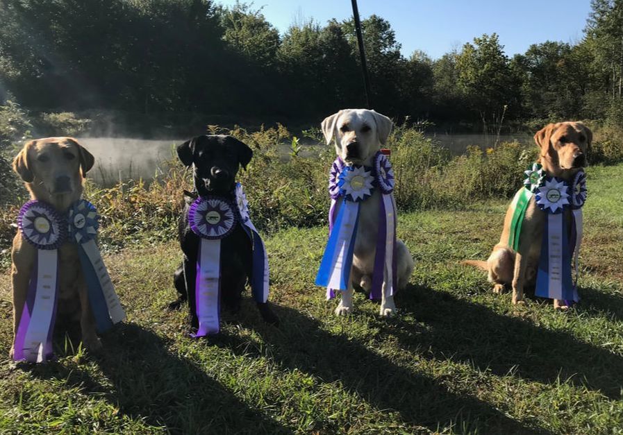 4 hunting dogs with hunt test ribbons