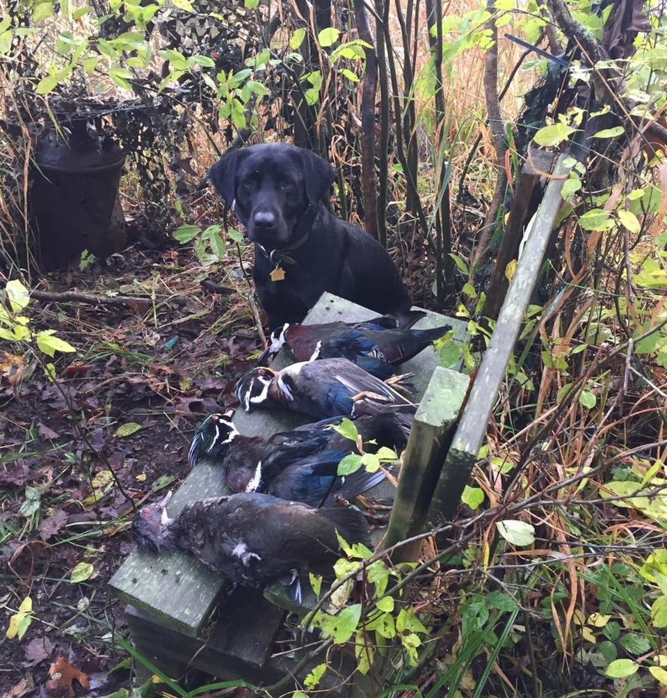 Black lab with wood ducks