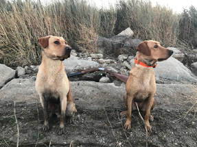 Two dogs and a pheasant and a gun