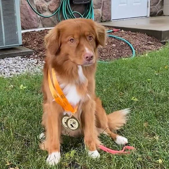 A toller dog with two medals