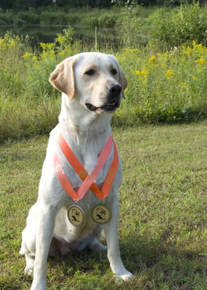 Yellow lab with two orange medallions