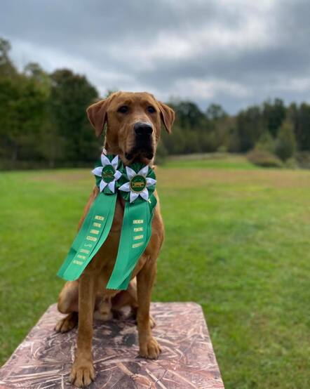 A lab sitting on a stand with two green ribbons