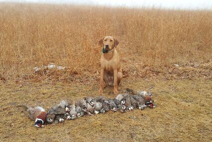 Yellow lab with dead pheasants and chukars in a field