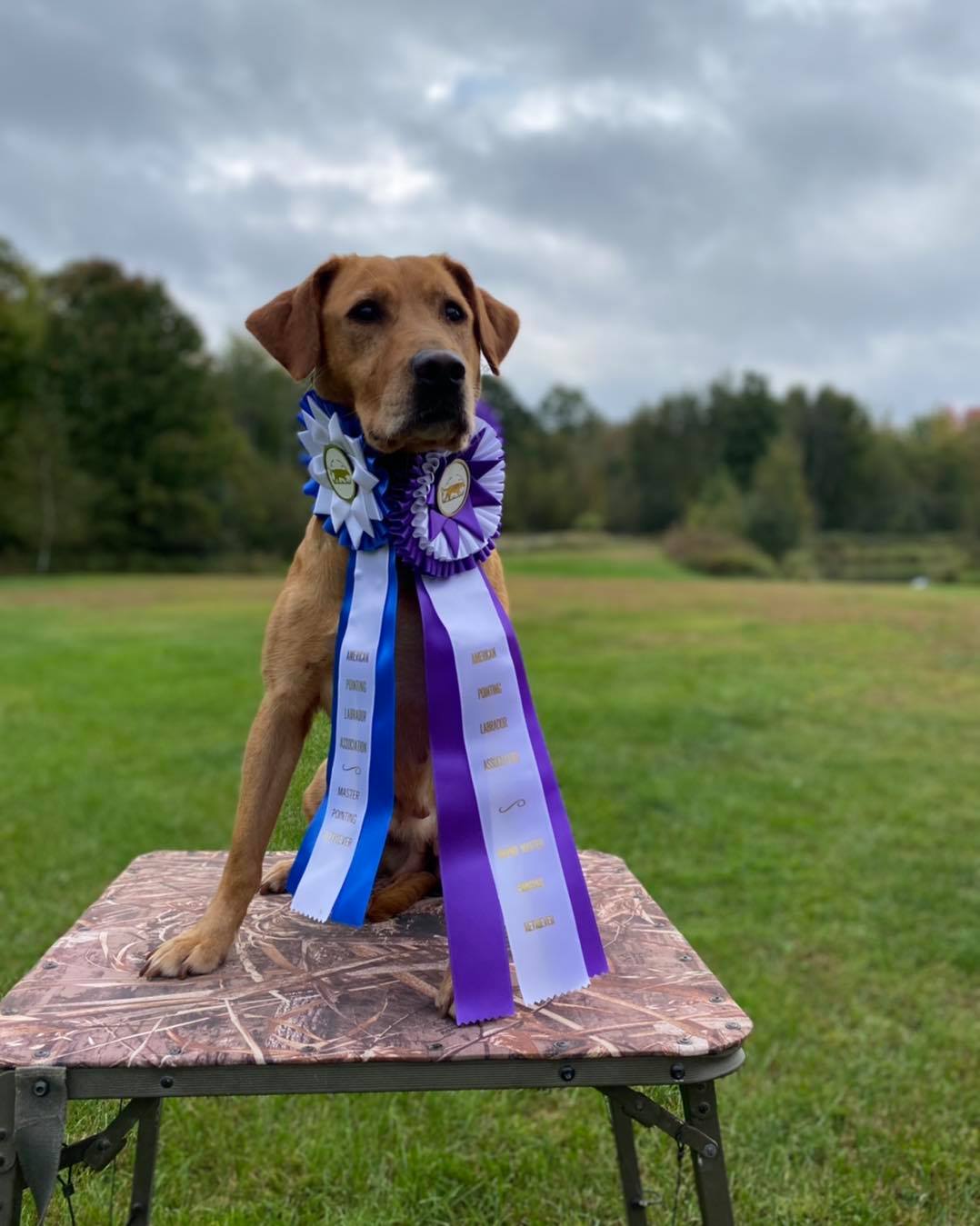 A lab sitting on a stand with blue and purple ribbons