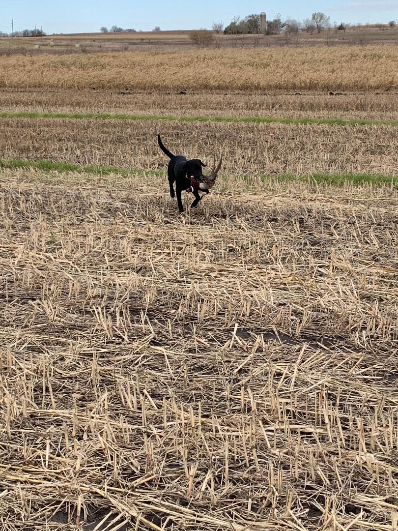 Black lab carrying a pheasant across a field