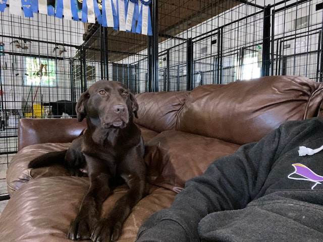 chocolate lab sitting on a couch with a man