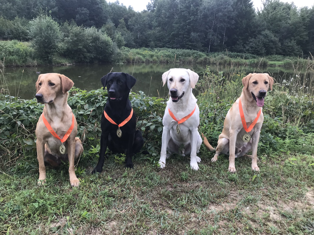 Four labs with orange medals sitting in front of a pond